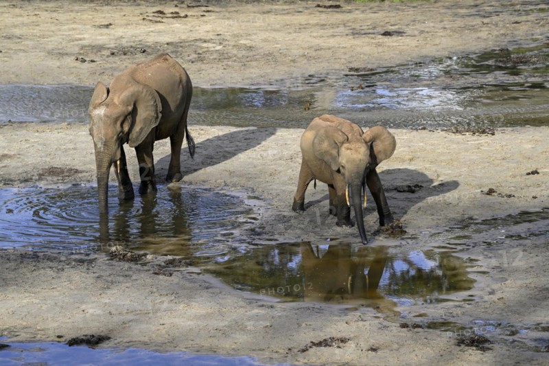 African forest elephants (Loxodonta cyclotis) in the Dzanga Bai forest clearing, Dzanga-Ndoki National Park, Unesco World Heritage Site, Dzanga-Sangha Complex of Protected Areas (DSPAC), Sangha-Mbaéré Prefecture, Central African Republic