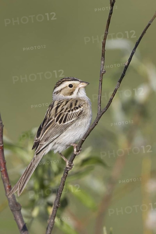 Clay-colored Sparrow (Spizella pallida), Michigan, USA