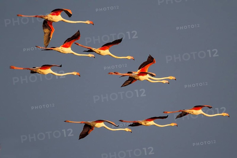 Greater Flamingo (Phoenicopterus roseus) flying, Greece