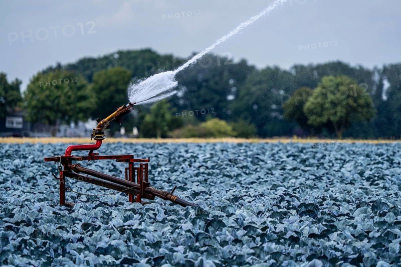 Agriculture, artificial irrigation of a field, irrigation system, cabbage cultivation, red cabbage, near Kempen on the Lower Rhine, North Rhine-Westphalia, Germany