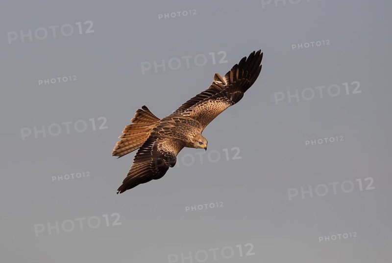 Red kite (Milvus milvus), Extremadura, Castilla La Mancha, Spain