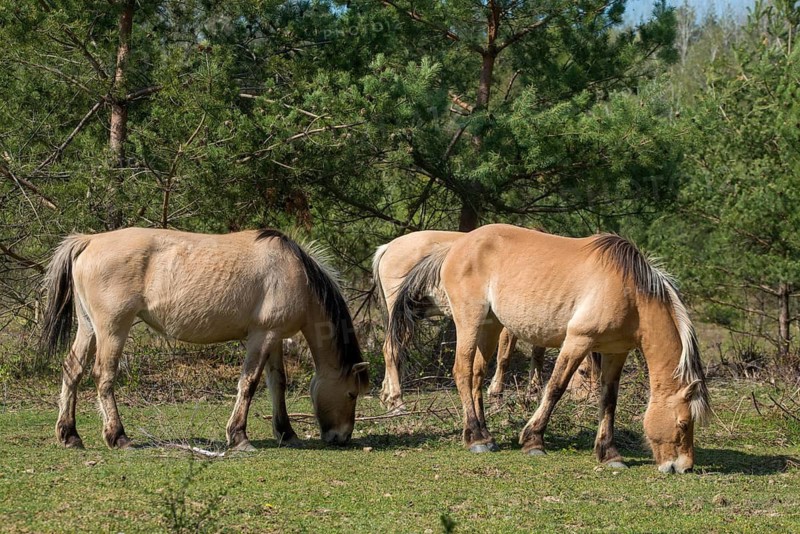 Equus caballus, domestic horse, odd-toed ungulates, perissodactyla, grazing, domesticated animals, extensive grazing, pet, horses, landscape management, landscape preservation, mammals, horses, mammals, unpaired ungulates