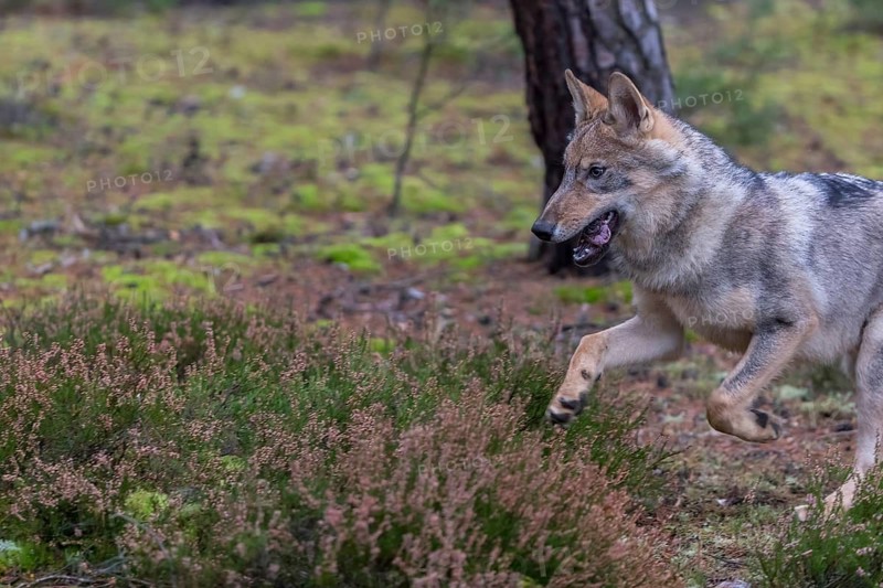 One young male eurasian gray wolf (Canis lupus lupus) running thru a forest with rocks and heather. Green vegetation in the background