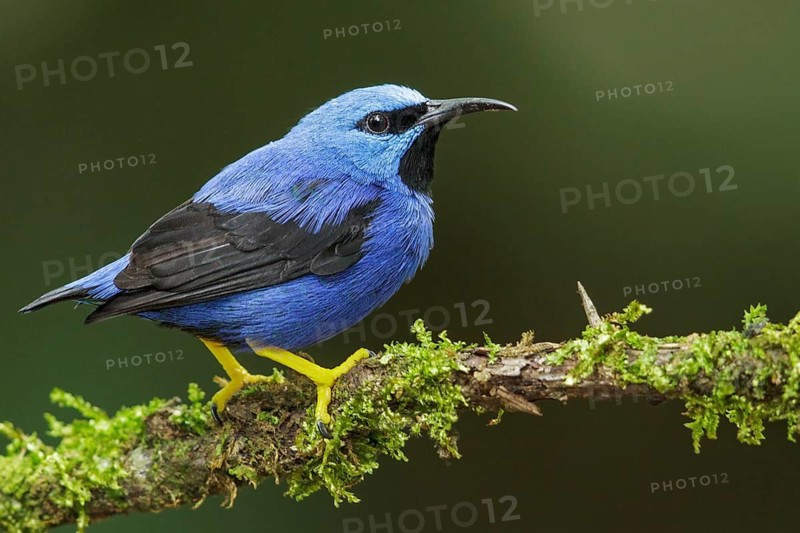Shining Honeycreeper (Cyanerpes lucidus) perched on a branch in Costa Rica