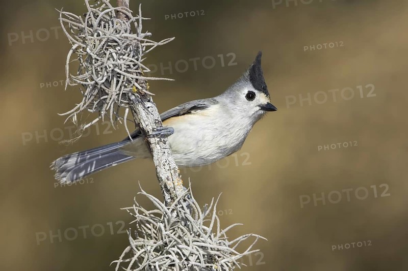 Black-crested Titmouse (Baeolophus atricristatus), Texas, USA
