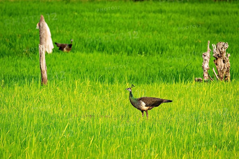 A peacock stands in a green meadow, surrounded by nature and a peaceful atmosphere, an Indian peafowl at Sigiriya in Sri Lanka (Pavo scalloped ribbonfish)