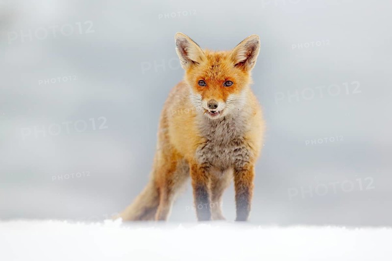 Red Fox hunting, Vulpes vulpes, wildlife scene from Europe. Orange fur coat animal in the nature habitat. Fox on the green forest meadow