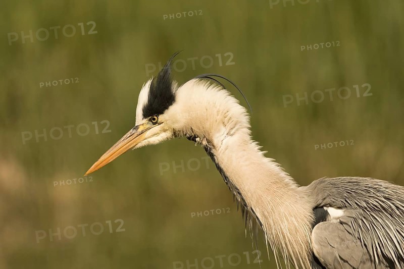 Grey Heron (Ardea cinerea), Serbia