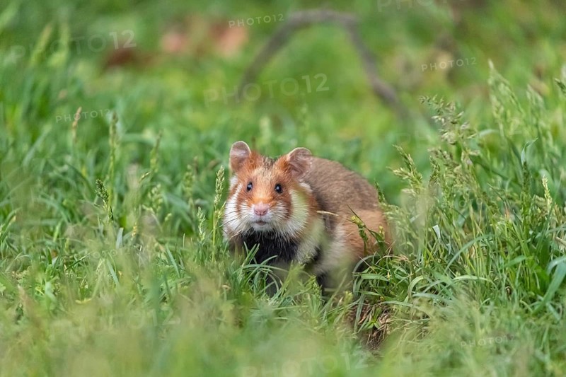 One European hamster (Cricetus cricetus), Eurasian hamster, black-bellied hamster or common hamster, feeding on fresh green grass
