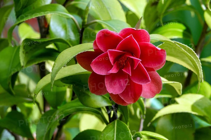 Camellia, red flowering, Baden-Württemberg, Germany