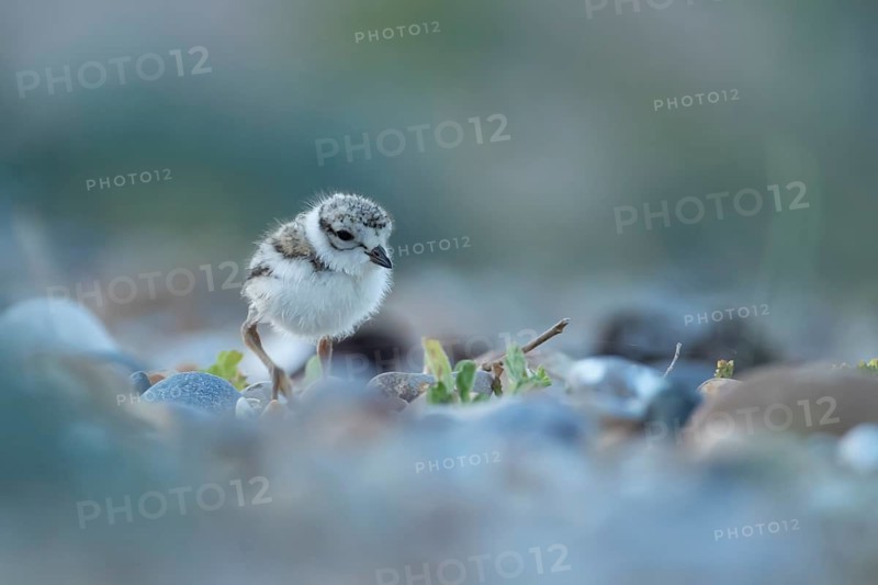 Ringed plover (Charadrius hiaticula) juvenile baby wader bird on a beach in summer, England, United Kingdom