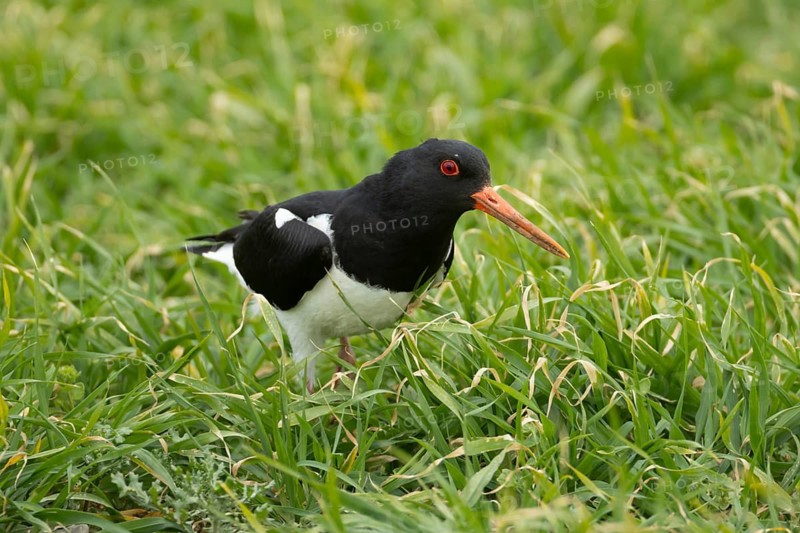 Eurasian oystercatcher (Haematopus ostralegus) adult wading bird in a farmland cereal field, Norfolk, England, United Kingdom