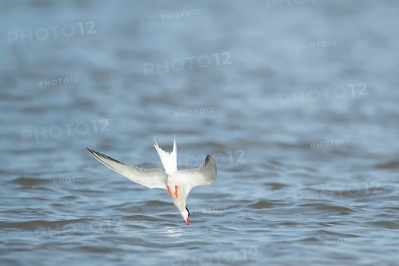 Common tern (Sterna hirundo) adult bird diving down in flight for food in the sea in summer, Suffolk, England, United Kingdom