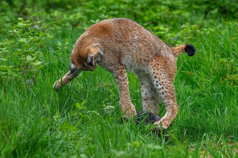 Hunting Eurasian lynx (Lynx lynx) juvenile catching prey in thicket at forest's edge