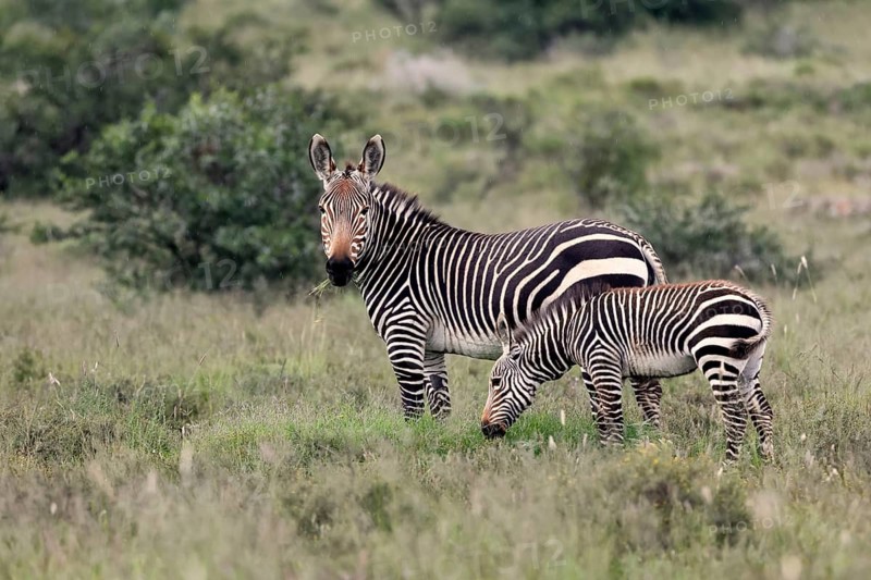 Cape Mountain Zebra (Equus zebra), adult, female, mother, juvenile, alert, feeding, Mountain Zebra National Park, Eastern Cape, South Africa