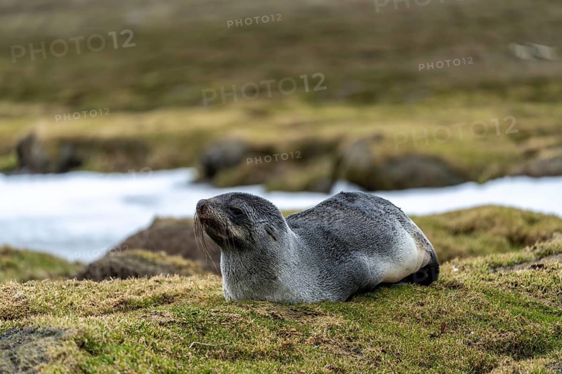 Antarctic Fur Seal (Arctocephalus gazella), young lying on grass next to snow remains, South Georgia, South Atlantic
