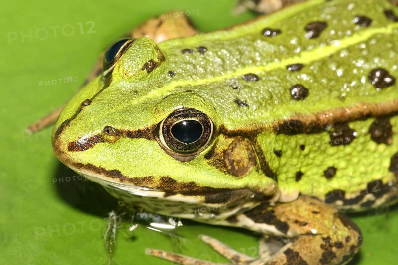 Close-up of a green and brown frog on a leaf in its natural habitat, portrait of a marsh frog (Rana esculenta)