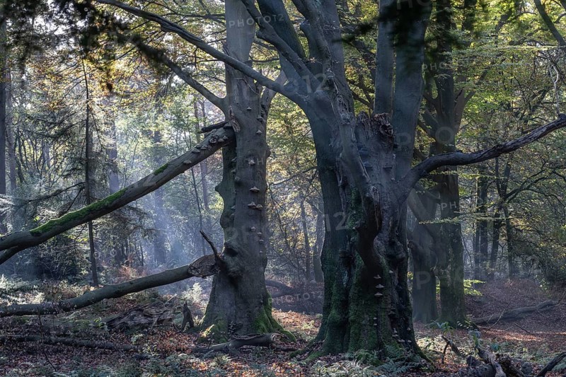Beech forest (Fagus sylvatica) in autumn foliage, Emsland, Lower Saxony, Germany