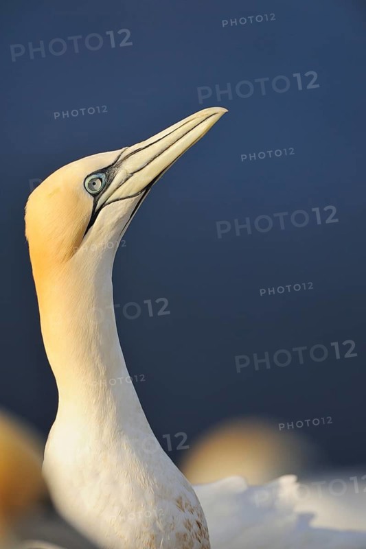 Northern Gannet (Morus bassanus), Schleswig-Holstein, Germany
