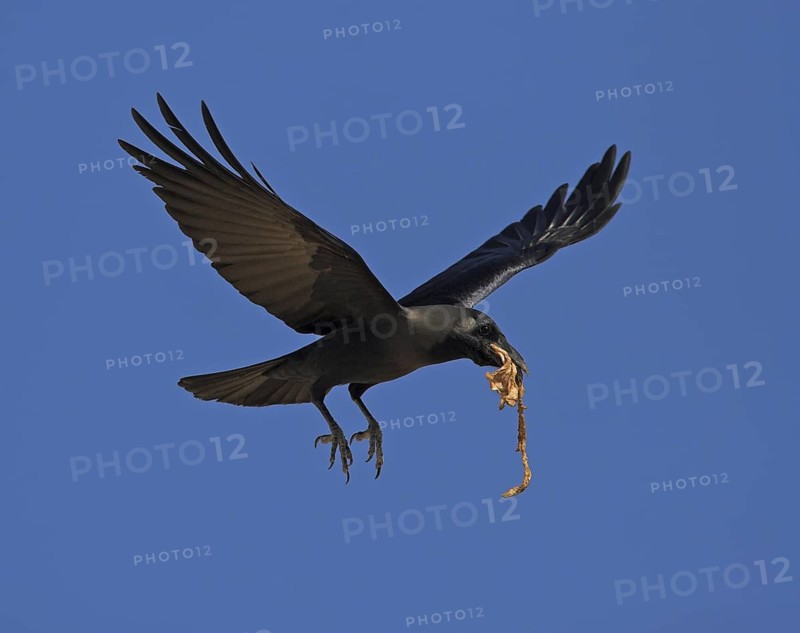 House Crow (Corvus splendens) flying, Oman