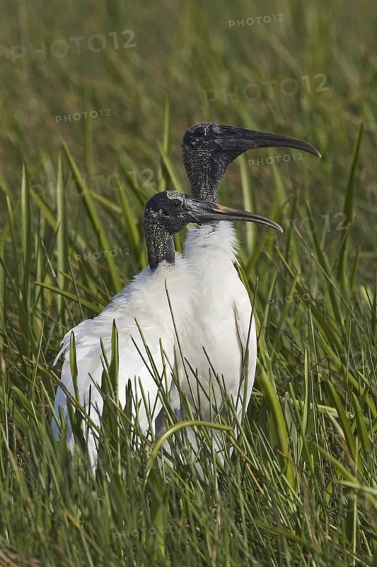 Wood Stork (Mycteria americana), Florida, USA