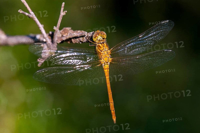 Southern Darter, Sympetrum Meridional, Southern Heidelibel, Anisoptera, Damselflies, Dragonflies, Greece, Adolescent, Insects, Young Animal, Juvenile, Dragonflies, Odonata