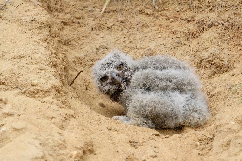 Eurasian Eagle-Owl (Bubo bubo) chick on ground, North Rhine-Westphalia, Germany