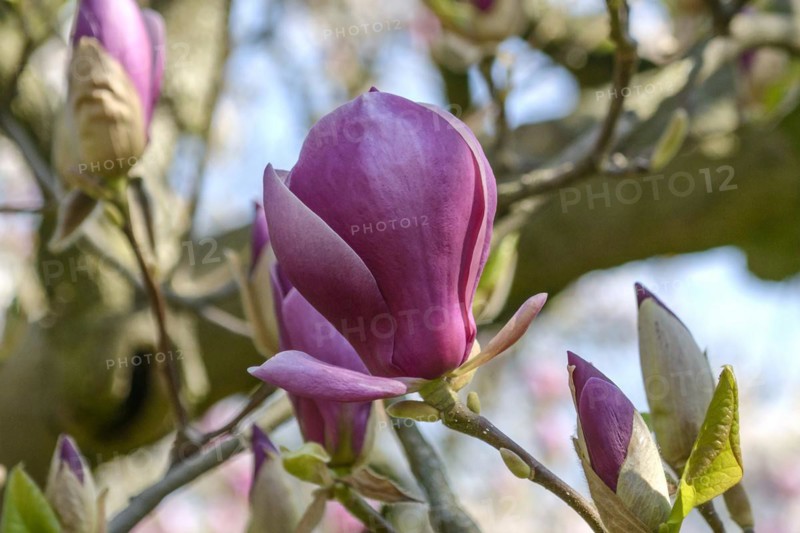 Tulip magnolia (Magnolia × soulangeana 'Lennei'), Wilhelma, Stuttgart, Baden-Württemberg, Germany