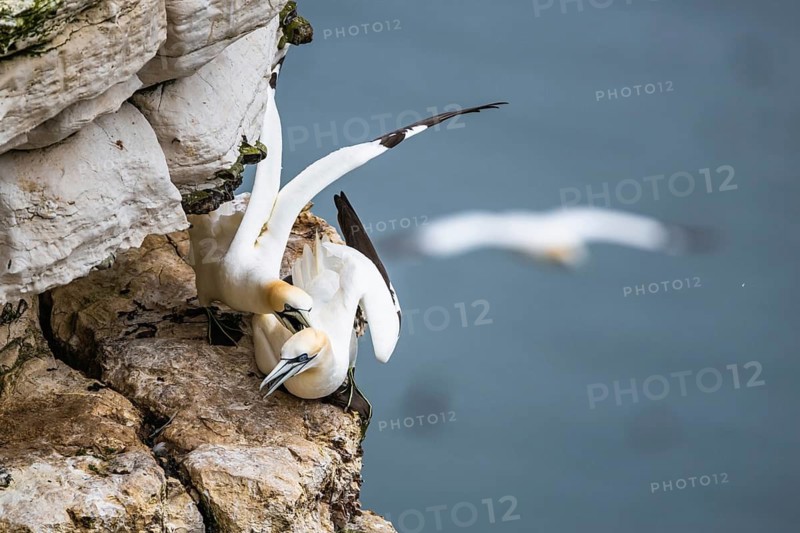 Pair of Northern Gannet, Morus bassanus, birds on cliff, Bempton Cliffs, North Yorkshire, England, United Kingdom