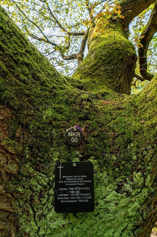 Cemetery forest, burial place in the forest, in biodegradable urns, under trees, Niederkrüchten, North Rhine-Westphalia, Germany