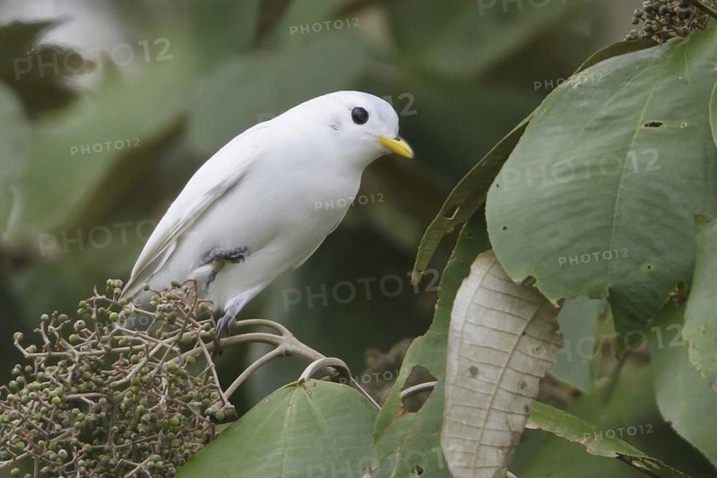 Yellow-billed Cotinga (Carpodectes antoniae), Costa Rica