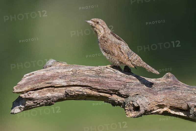 Eurasian Wryneck (Jynx torquilla) perched on a branch, Aosta Valley, Italy