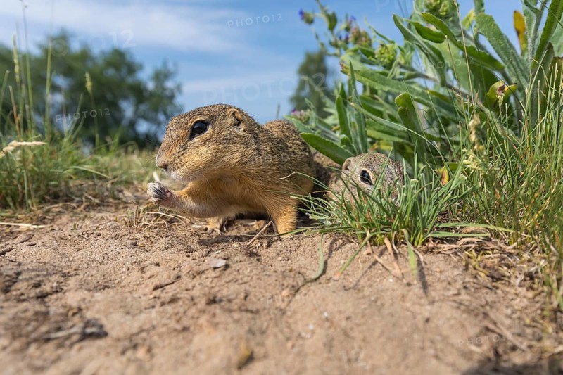 One European ground squirrels (Spermophilus citellus) or European souslik feeding on seeds in tall grass