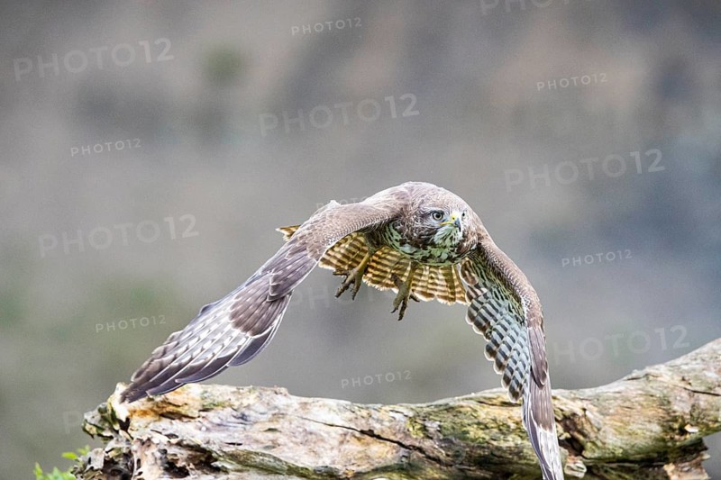 Common buzzard (Buteo buteo) Germany
