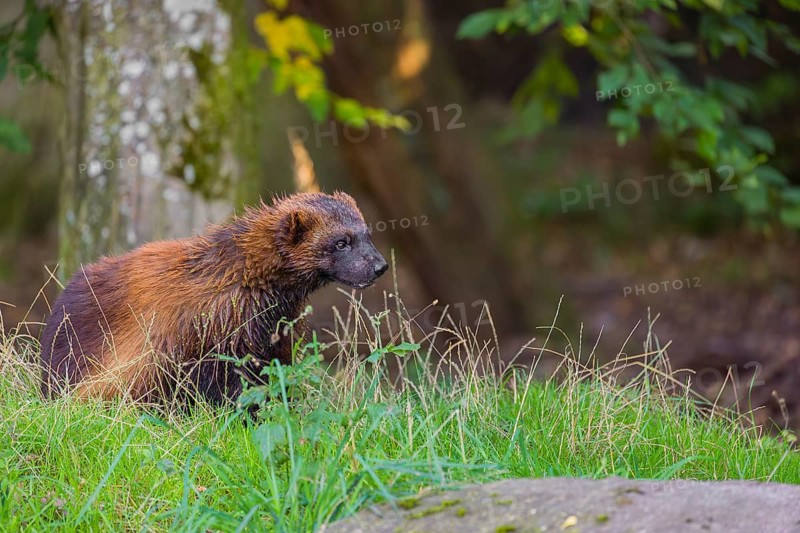 A wolverine (Gulo gulo) sits on a green meadow at a forest edge