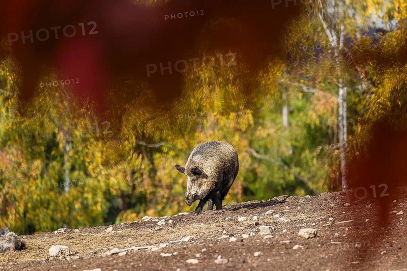 A wild boar or wild pig (Sus scrofa), runs across a clearing in hilly terrain in search of food. In the background you can see a forest in the fall foliage