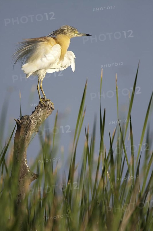 Squacco Heron (Ardeola ralloides), Andalusia, Spain