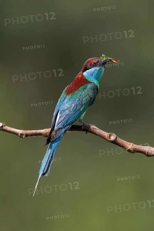 Blue-throated Bee-eater (Merops viridis) perched on a branch with insect prey in beak, Malaysia