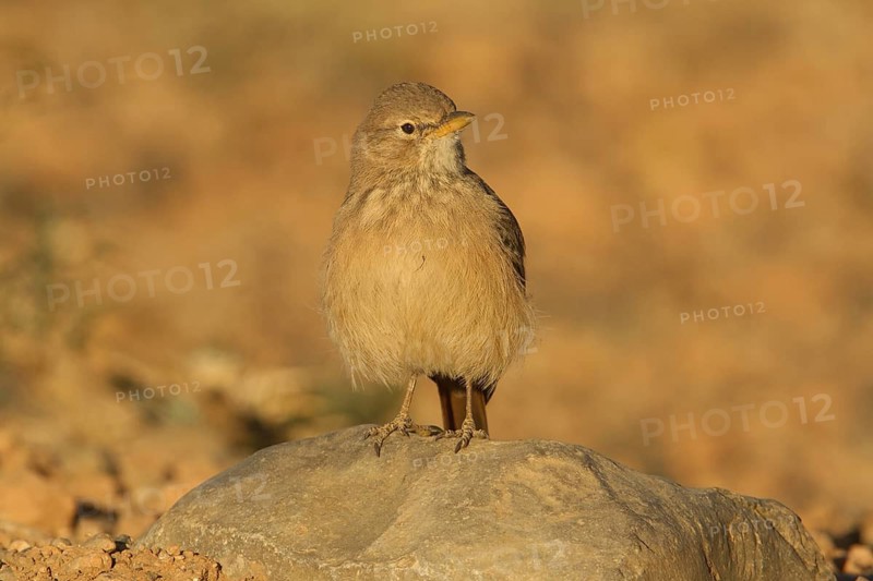 Desert Lark (Ammomanes deserti), Morocco