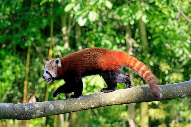 Western Red panda Ailurus fulgens), adult, on tree trunk, running, captive, Himalayas, Central Asia