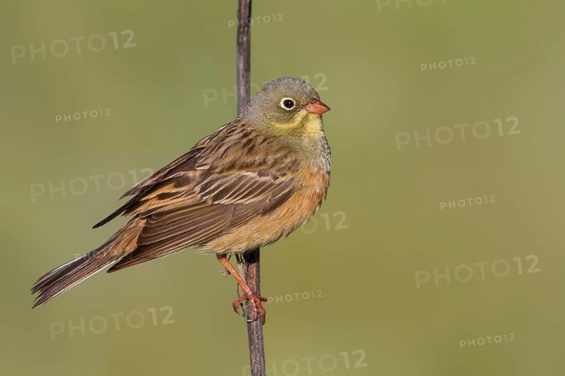 Ortolan Bunting - Ortolan - Emberiza hortulana, Kazakhstan, adult male