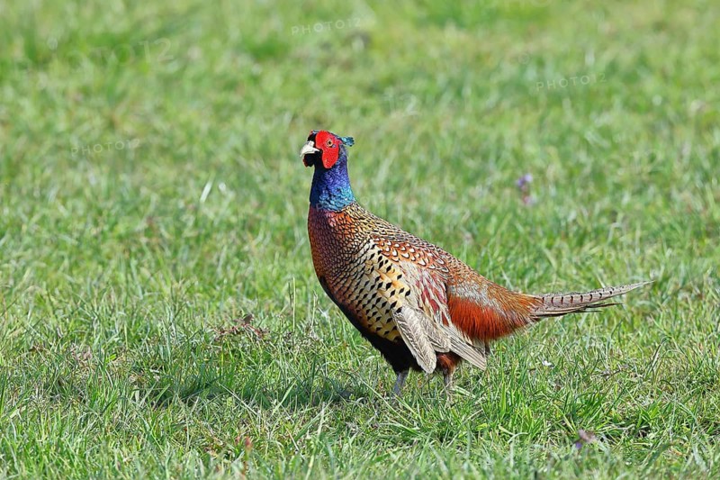 Pheasant, hunting pheasant (Phasianus colchicus), adult male bird in a meadow, wildlife, Lembruch, Ochsen Moor, Dümmer nature park Park, Lower Saxony, Germany