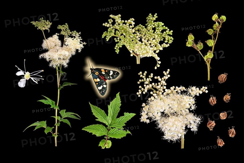 True meadowsweet (Filipendula ulmaria) with beautiful bear (Callimorpha dominula), picture panel, Germany