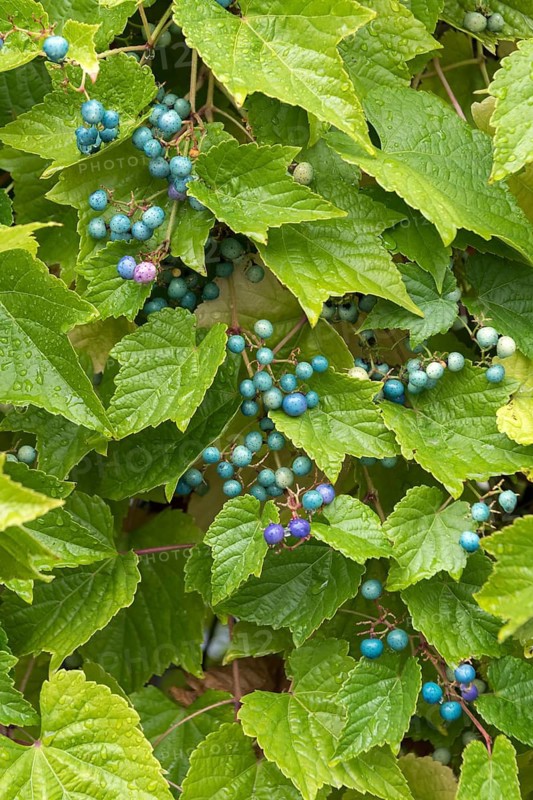 Ussuri mock vine (Ampelopsis glandulosa var. brevipedunculata), Germany