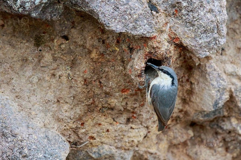 Western Rock Nuthatch (Sitta neumayer), Greece