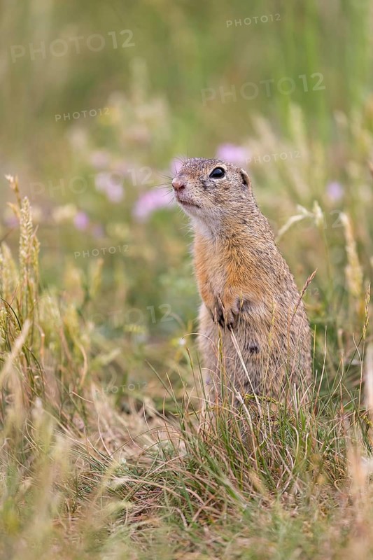 One European ground squirrel (Spermophilus citellus) or European souslik standing in tall grass with some flowers in the background