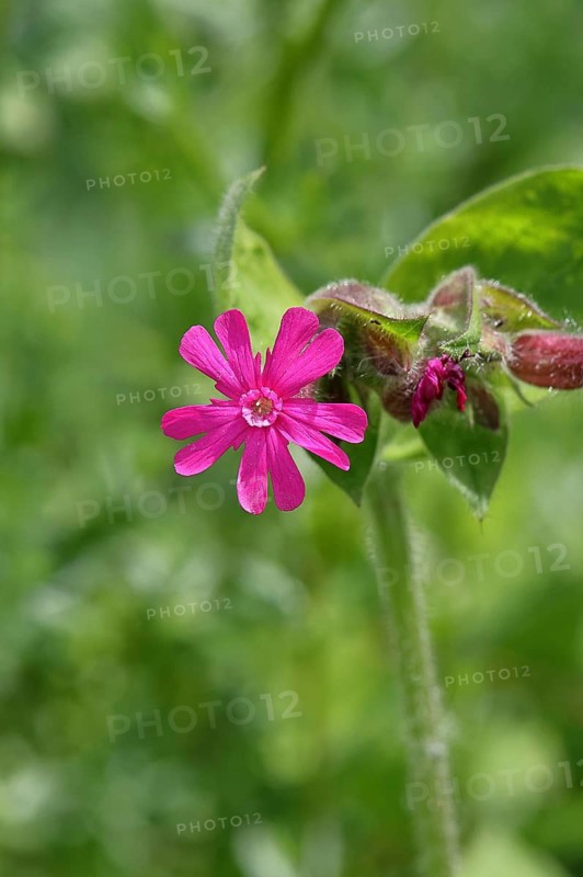 Red campion (Silene dioica), close-up of a flower in a meadow, Wilnsdorf, North Rhine-Westphalia, Germany