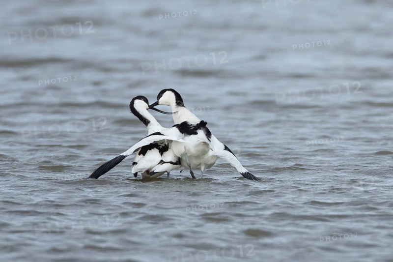 Pied avocet (Recurvirostra avosetta) two adult birds during their courtship display on a lagoon, England, United Kingdom