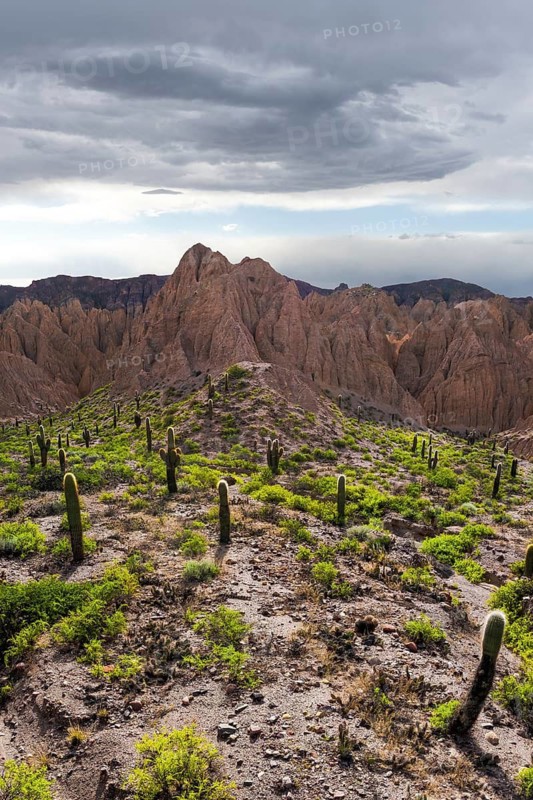 Serene landscape in Los Cardones National Park, Argentina, featuring a vast expanse of cacti under a dramatic cloudy sky. A glimpse into nature beauty and solitude