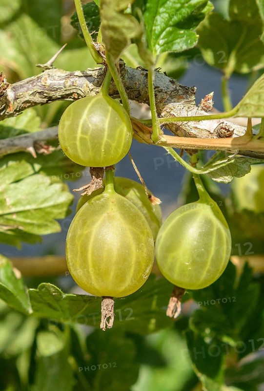 Gooseberry (Ribes uva-crispa 'Karlin'),  Germany